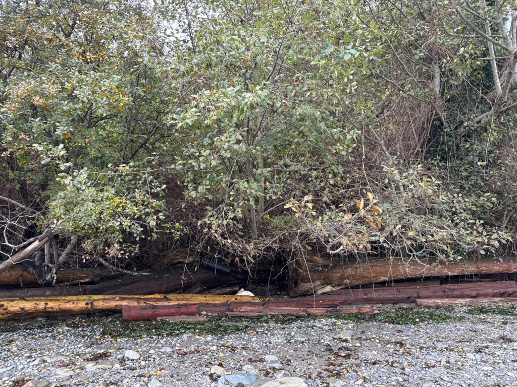 a railroad track in the woods (MyCoast AI)