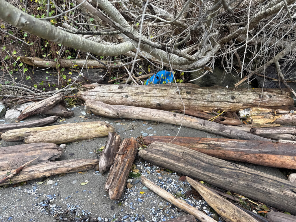 a blue bird sitting on a pile of wood (MyCoast AI)