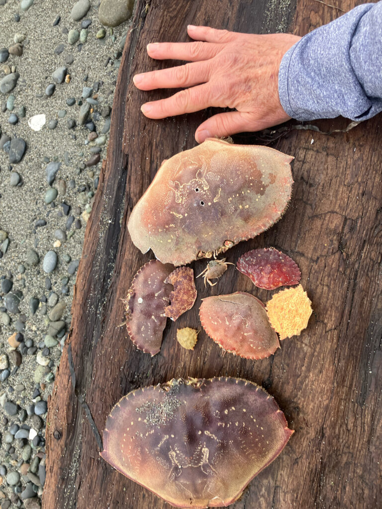 a person holding a piece of wood (MyCoast AI)