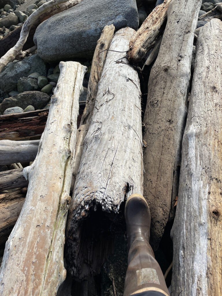 a bottle of wine on a log (MyCoast AI)