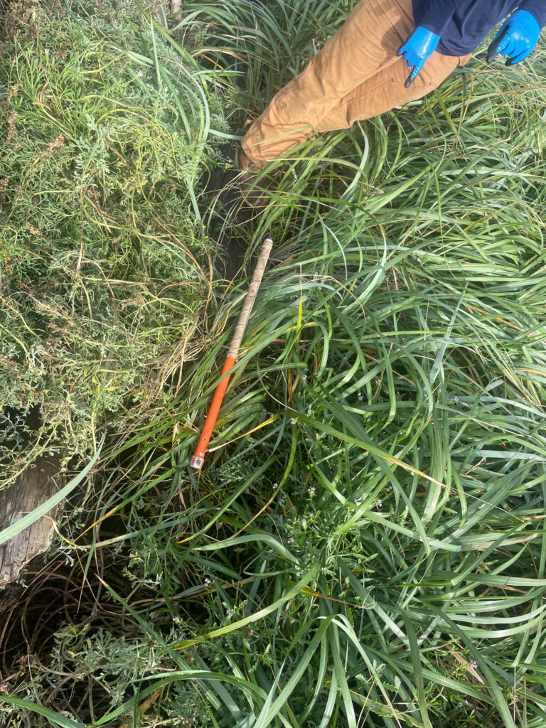 a person digging in the grass (MyCoast AI)
