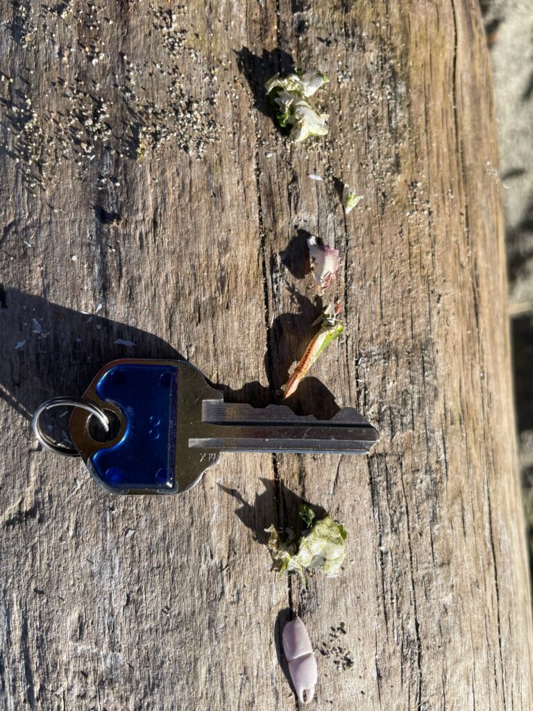 a pair of sunglasses on a tree (MyCoast AI)