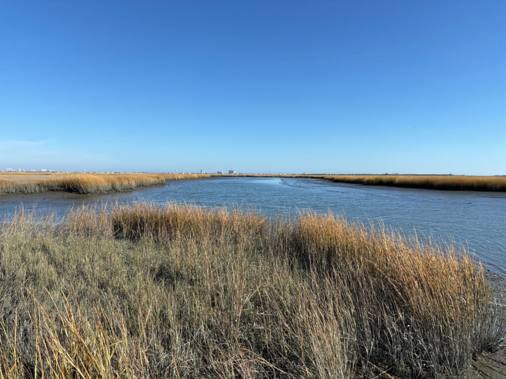 a body of water with tall grass on the side (MyCoast AI)