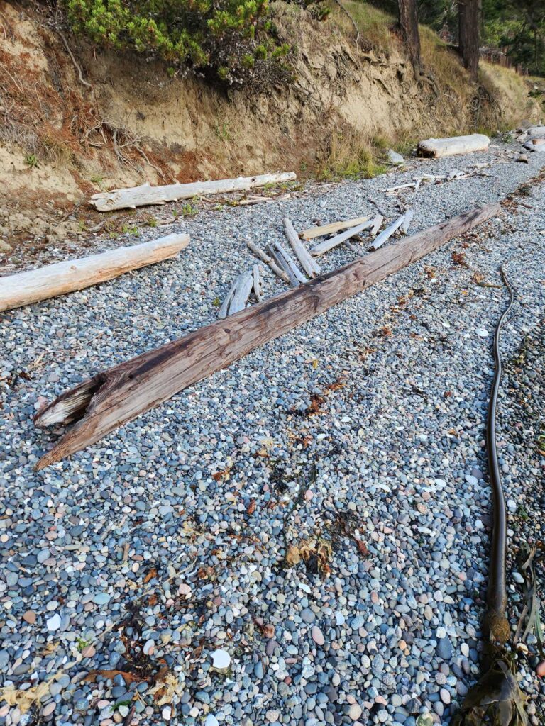 a log on a rocky path (MyCoast AI)