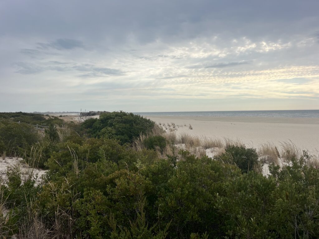 a beach with trees and bushes (MyCoast AI)