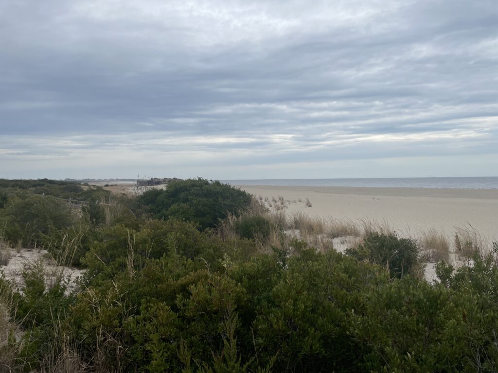 a beach with trees and bushes (MyCoast AI)