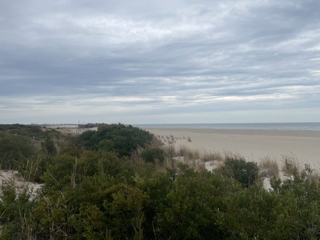a beach with trees and bushes (MyCoast AI)