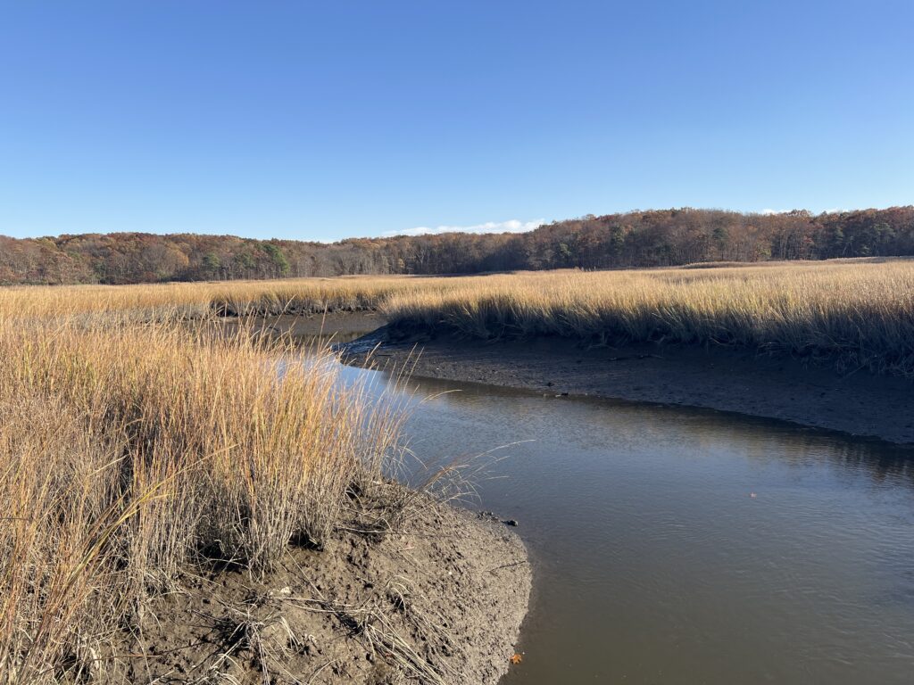 a river with grass and trees (MyCoast AI)