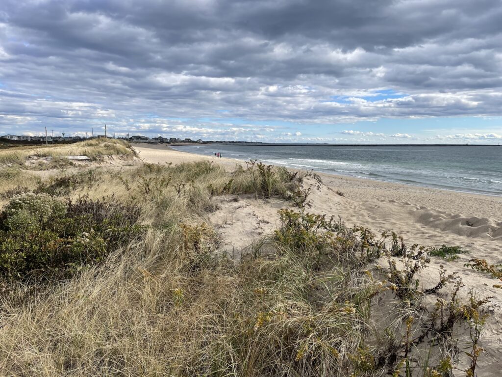 a beach with sand and plants (MyCoast AI)