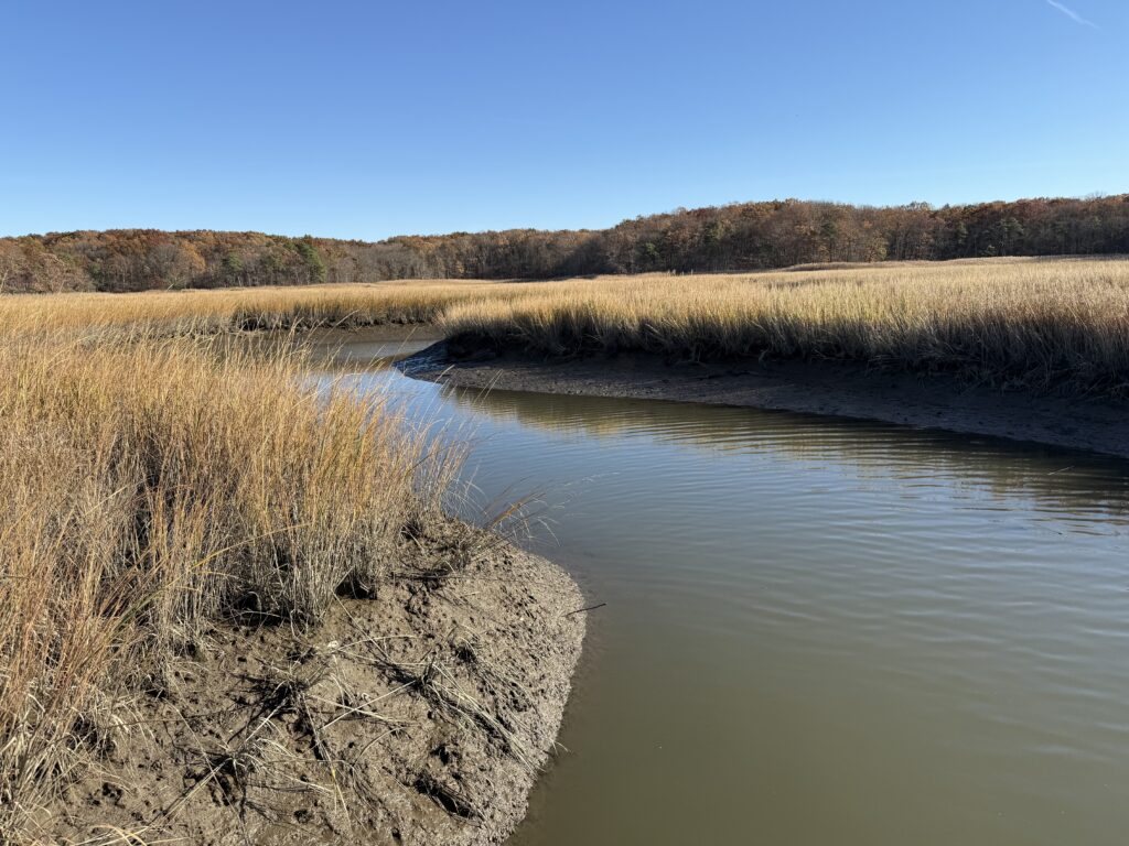 a body of water with grass and trees in the background (MyCoast AI)