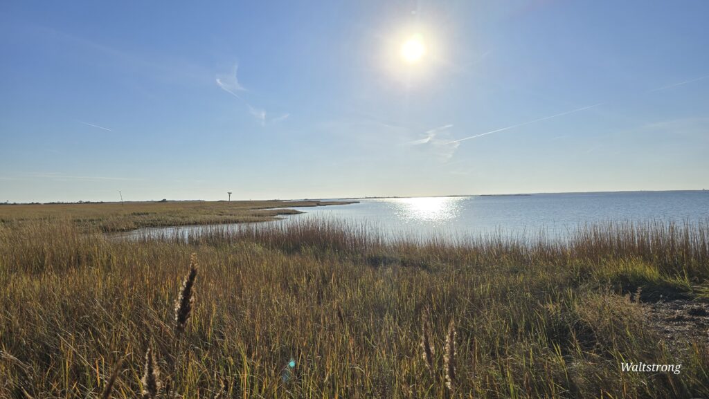 a grassy area with water in the background (MyCoast AI)