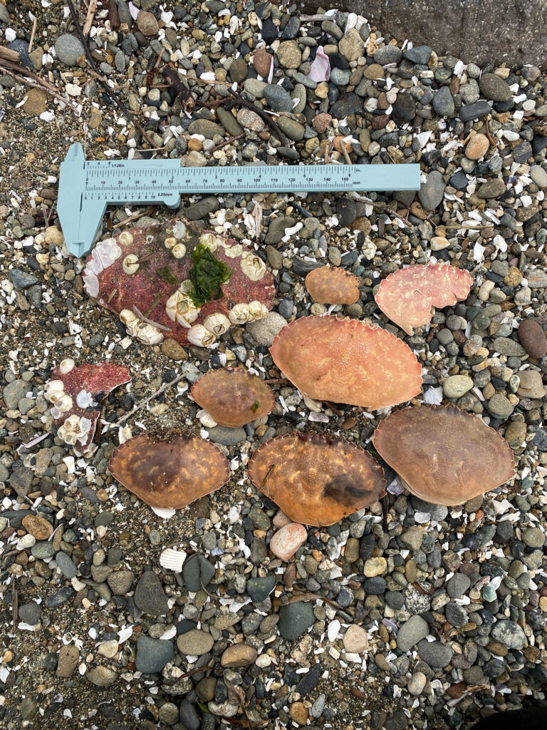 a pile of rocks (MyCoast AI)