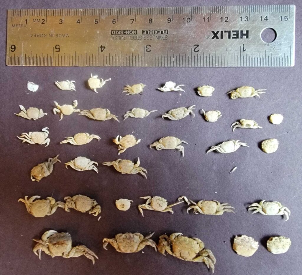 a close-up of some shells (MyCoast AI)