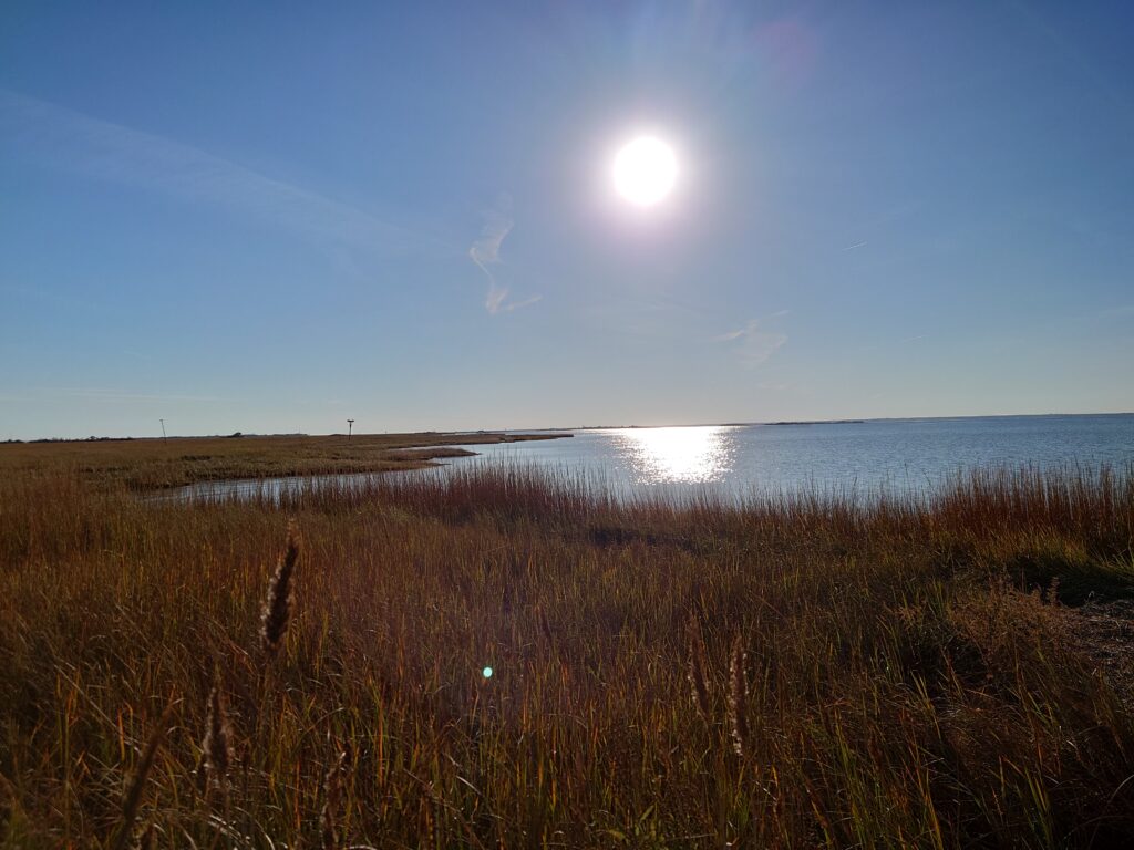 a grassy area with water and a sunny day (MyCoast AI)