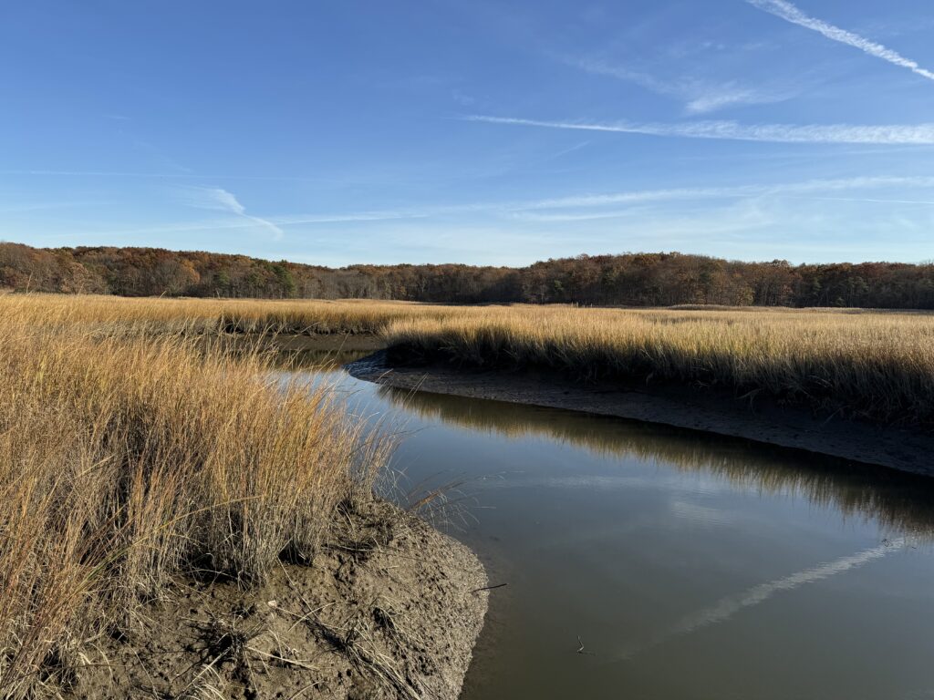 a river with grass and trees (MyCoast AI)