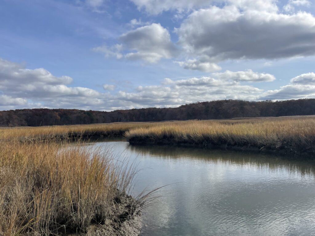 a river with grass and trees on the side (MyCoast AI)