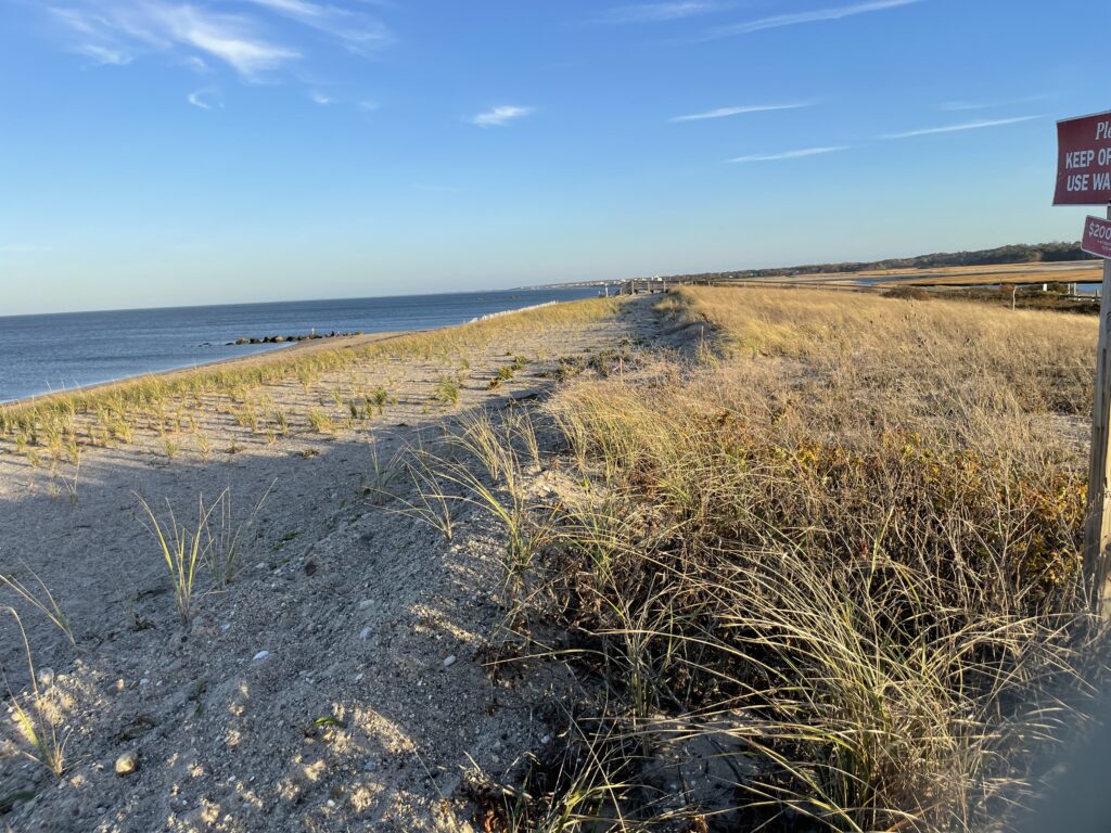 a sandy beach with grass and water (MyCoast AI)