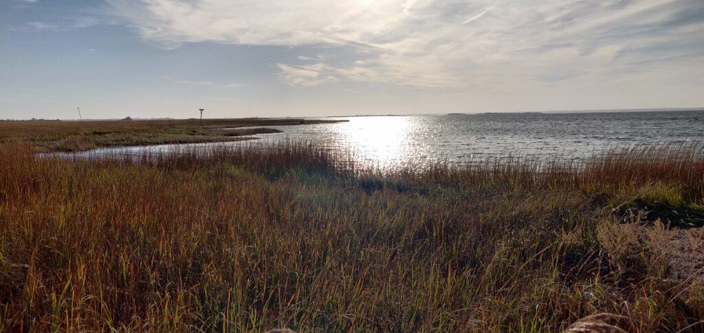 a grassy area next to a body of water (MyCoast AI)