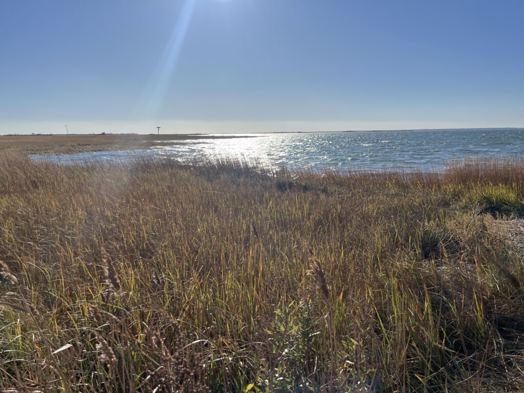 a grassy area next to a body of water (MyCoast AI)