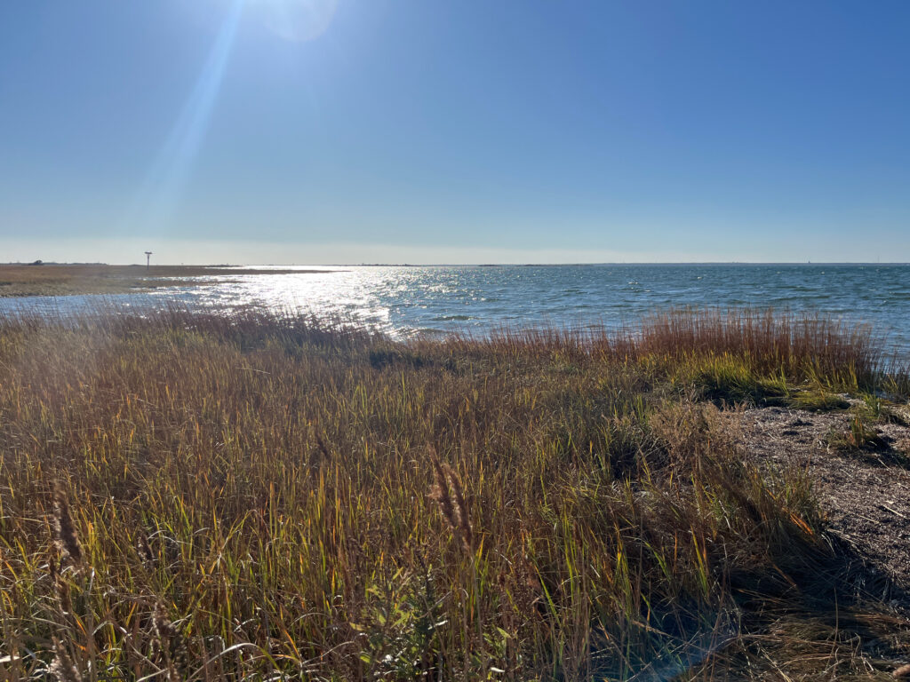 a beach with tall grass and water (MyCoast AI)