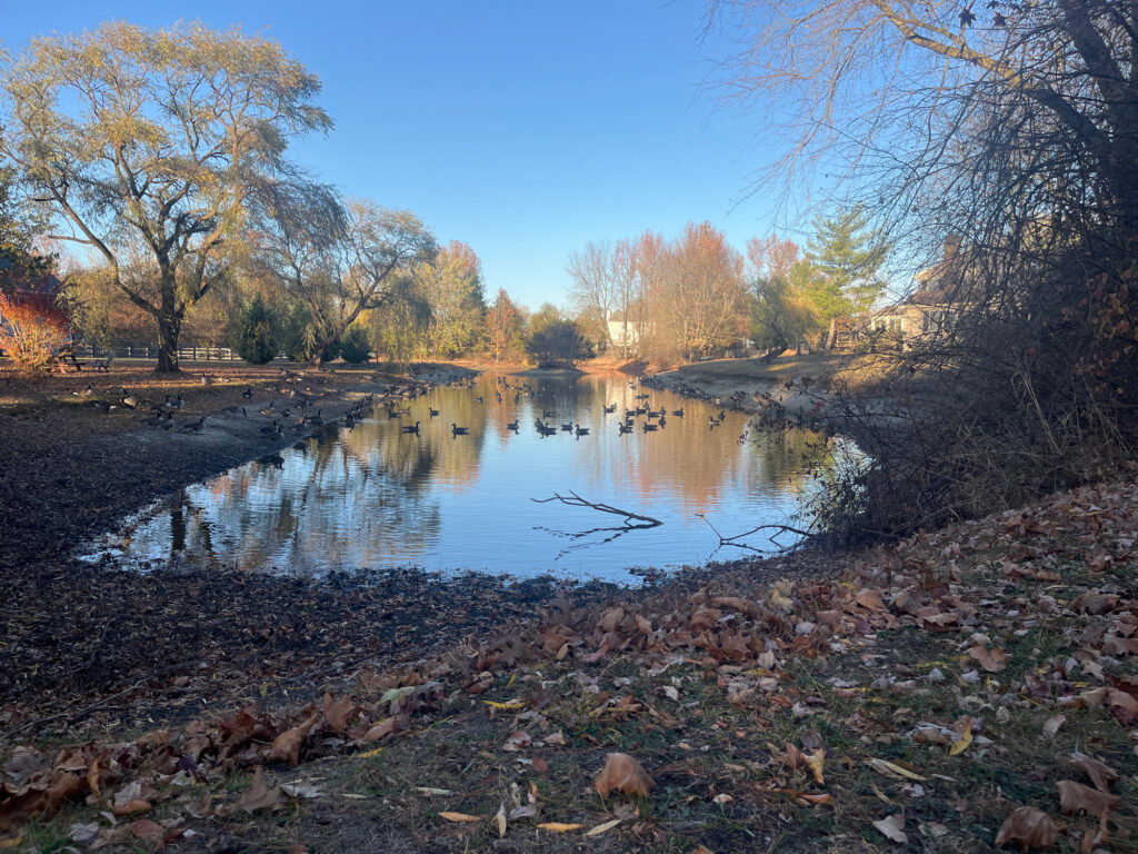 a river with trees on the side (MyCoast AI)