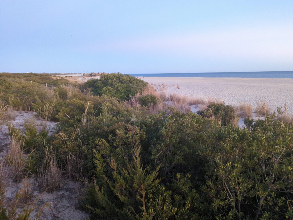 a landscape with trees and bushes (MyCoast AI)