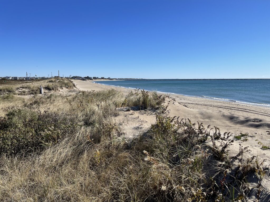 a sandy beach with bushes and water (MyCoast AI)