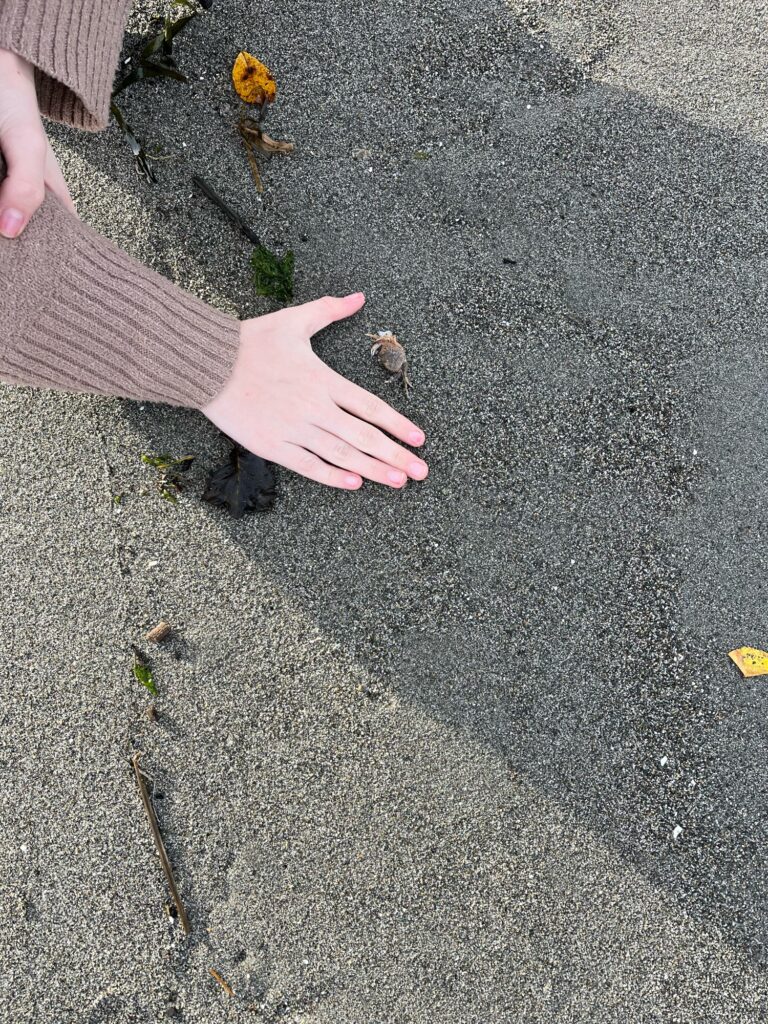a hand reaching out to a small animal on the ground (MyCoast AI)