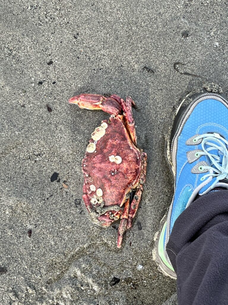 a crab on the ground (MyCoast AI)