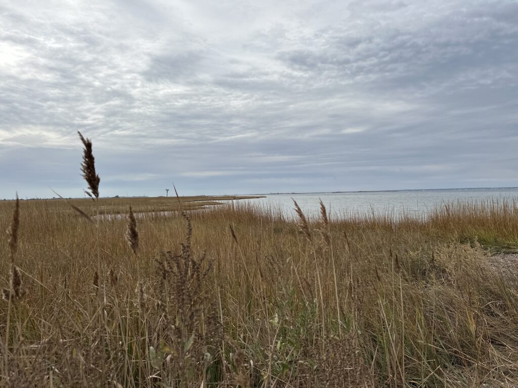 a grassy area with a body of water in the background (MyCoast AI)
