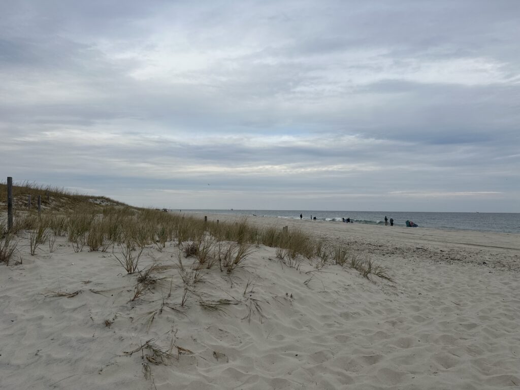 a beach with sand and plants (MyCoast AI)
