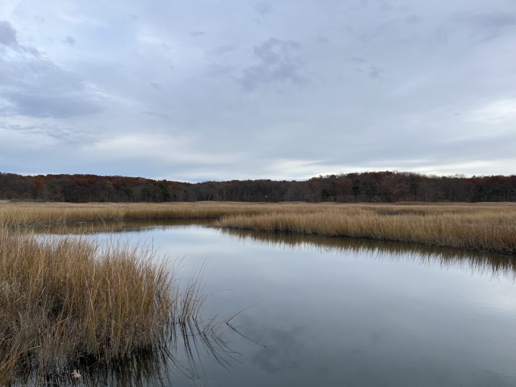 a body of water with grass and trees in the background (MyCoast AI)