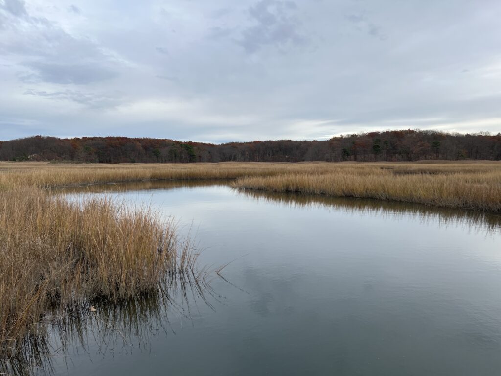 a body of water with grass and trees around it (MyCoast AI)