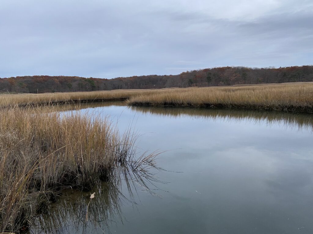 a body of water with grass and trees around it (MyCoast AI)