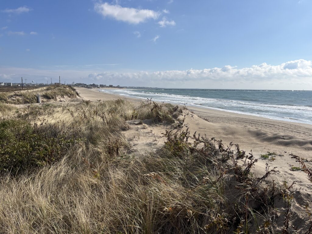 a sandy beach with plants and water (MyCoast AI)