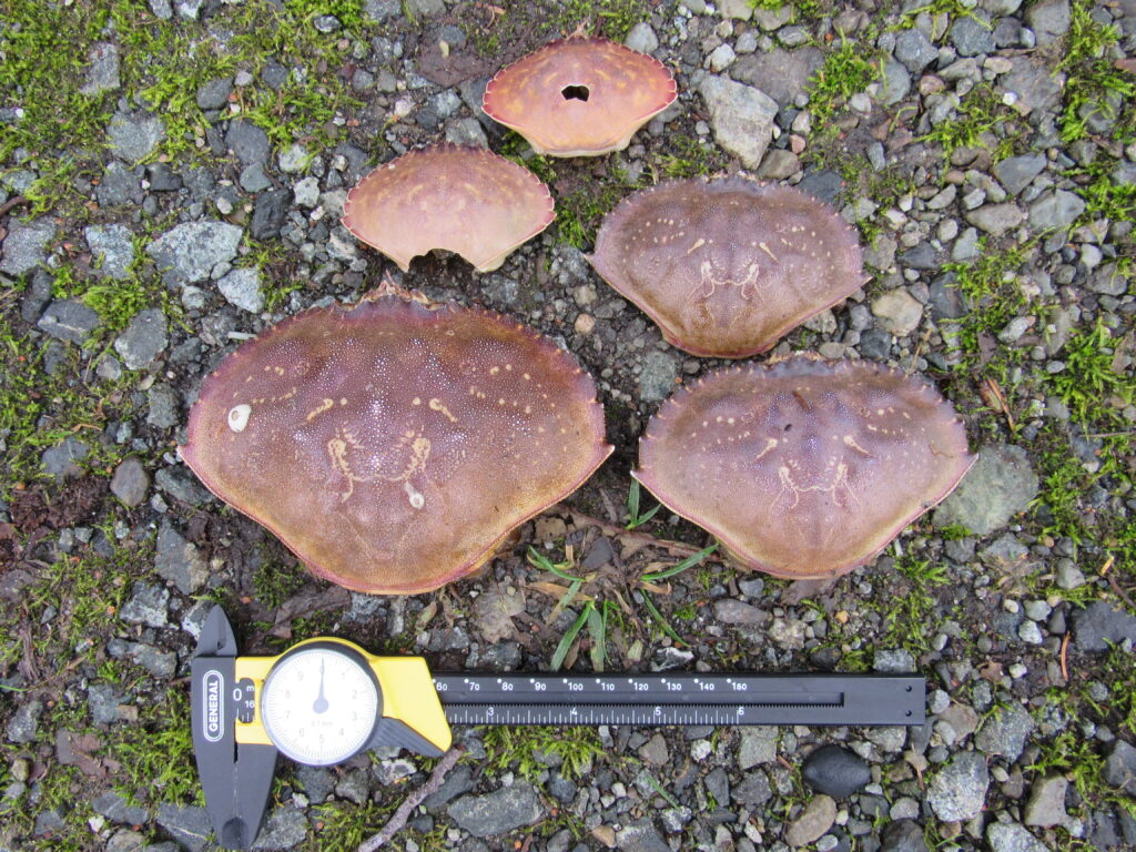 a group of mushrooms (MyCoast AI)