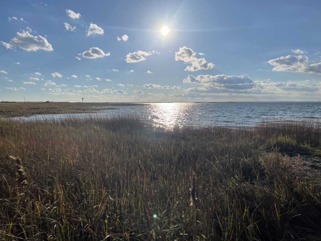 a beach with tall grass and water (MyCoast AI)