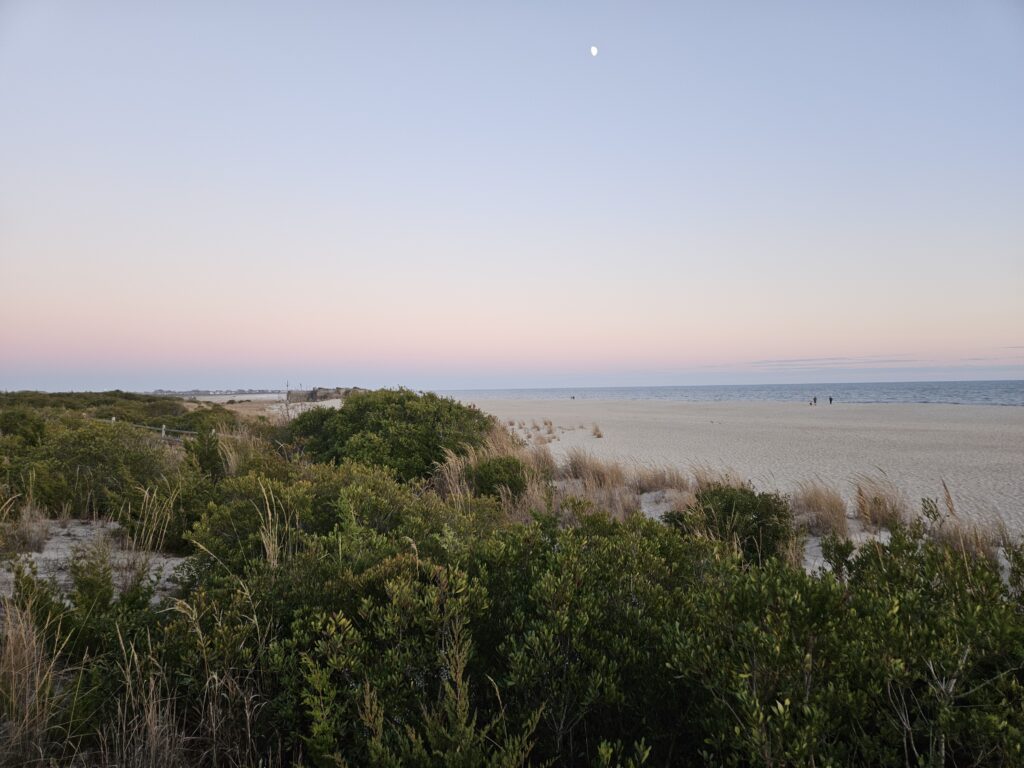 a beach with trees and bushes (MyCoast AI)