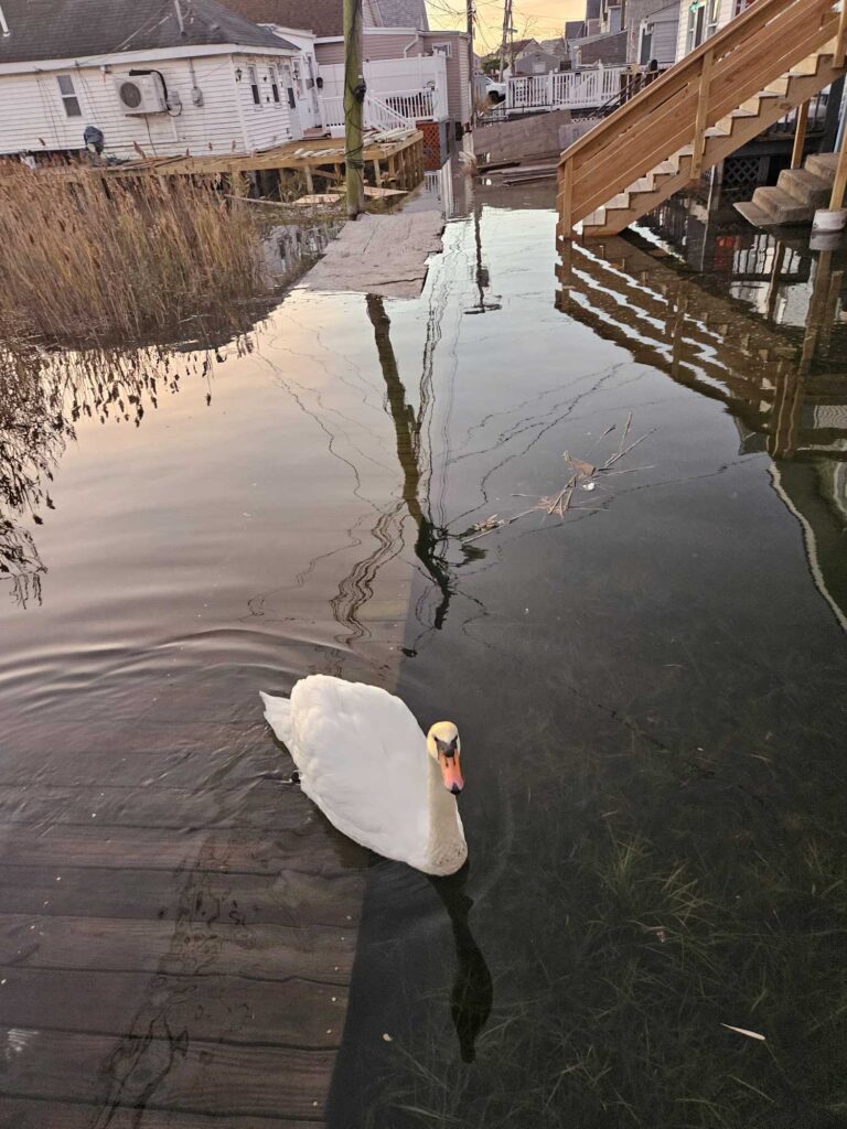 a white duck on a wet street (MyCoast AI)