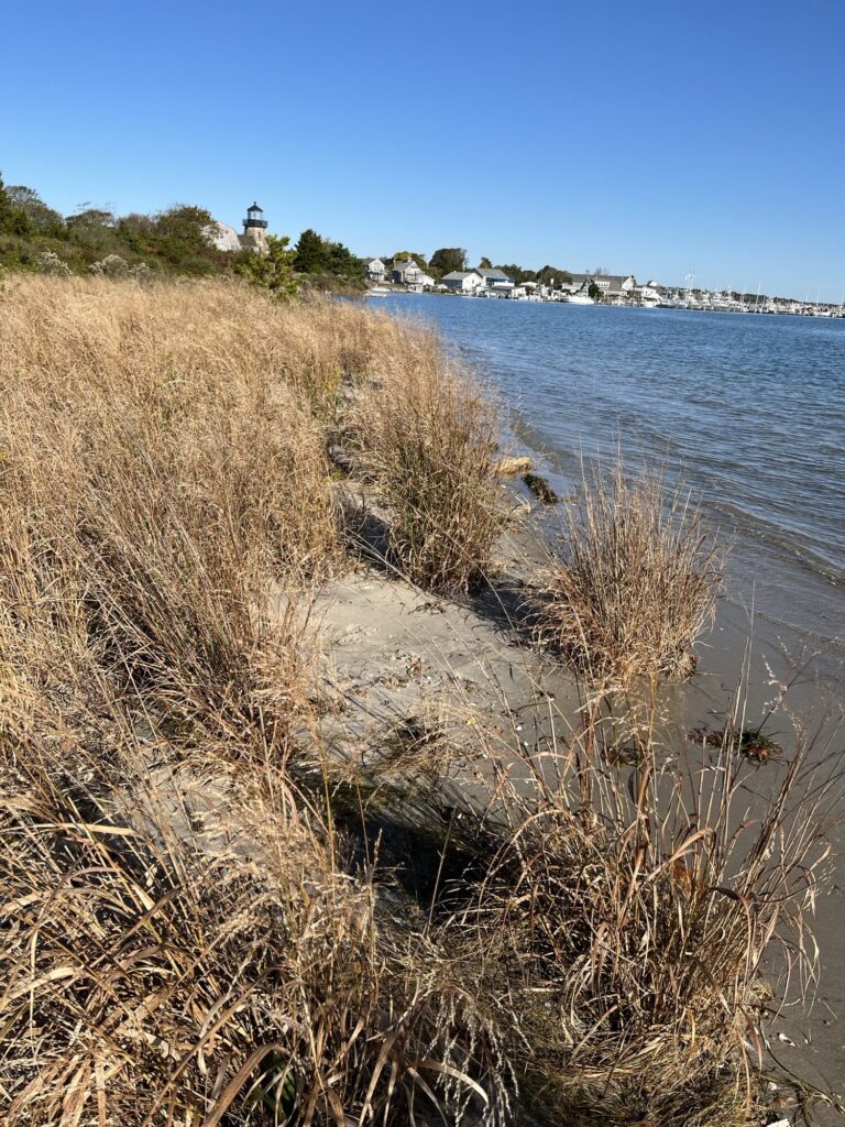 a beach with tall grass and water (MyCoast AI)