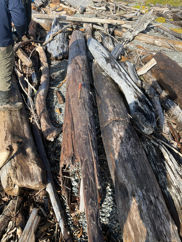 a man standing next to a pile of cut trees (MyCoast AI)