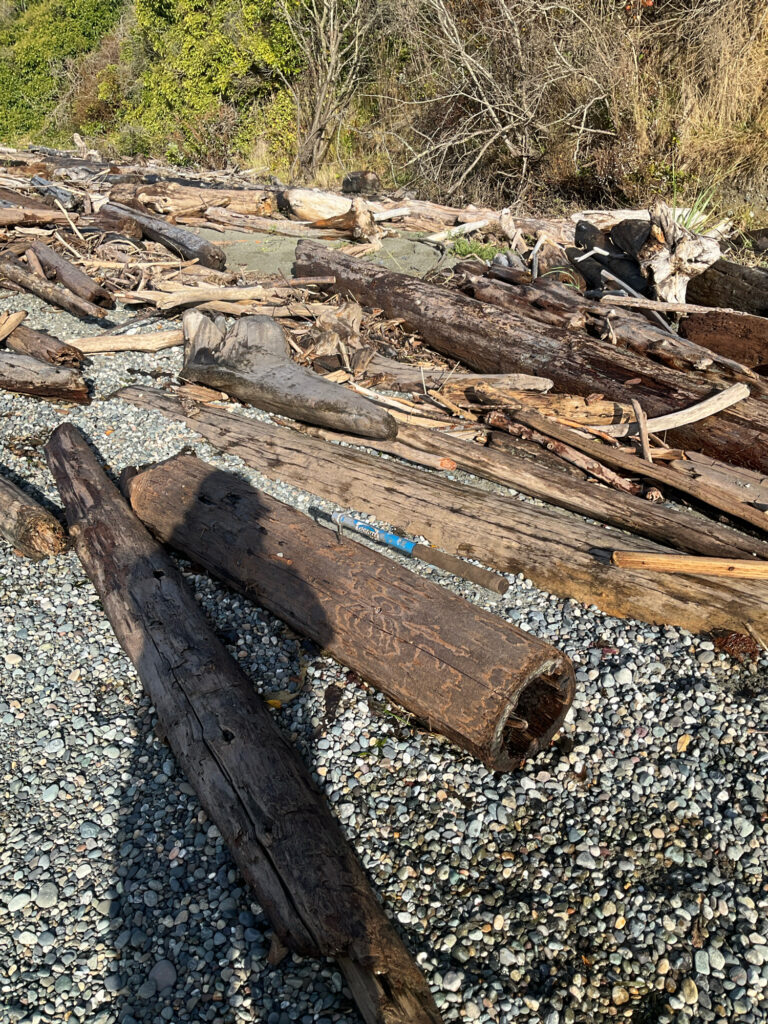 a pile of cut down trees (MyCoast AI)