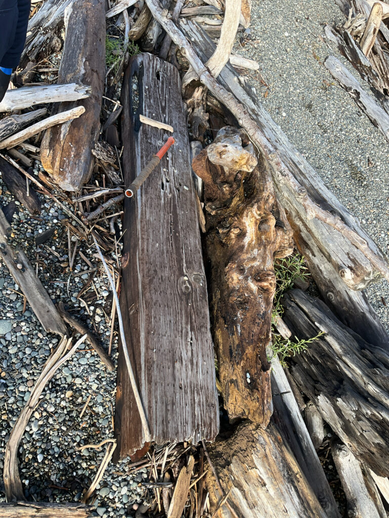 a lizard on a log (MyCoast AI)