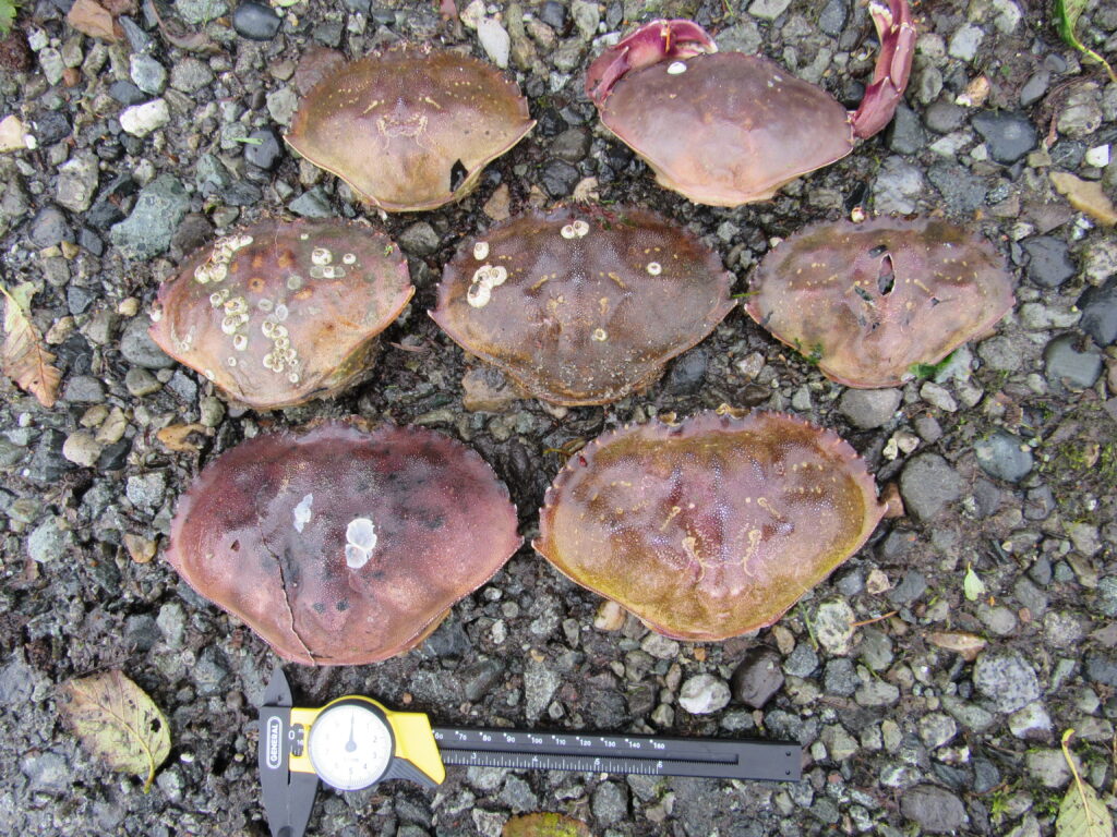 a group of rocks (MyCoast AI)
