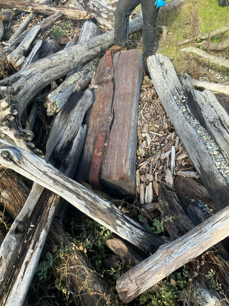 a person standing next to a pile of cut down trees (MyCoast AI)