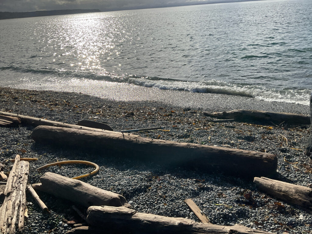 a beach with logs and a body of water (MyCoast AI)