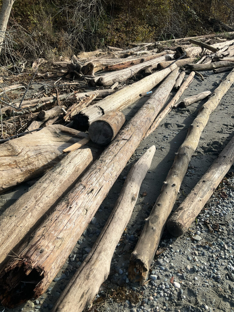 a pile of wood (MyCoast AI)