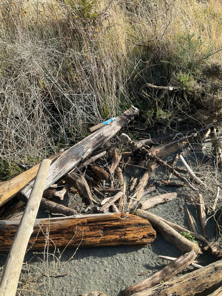 a group of logs and branches (MyCoast AI)