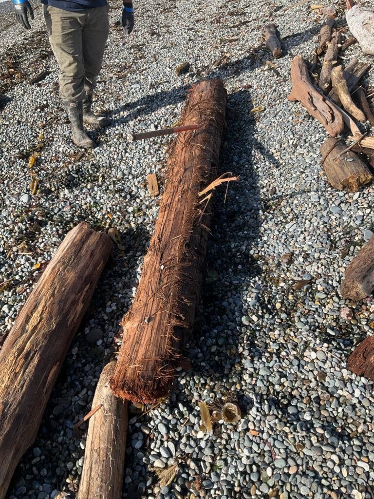 a person standing next to a pile of wood (MyCoast AI)