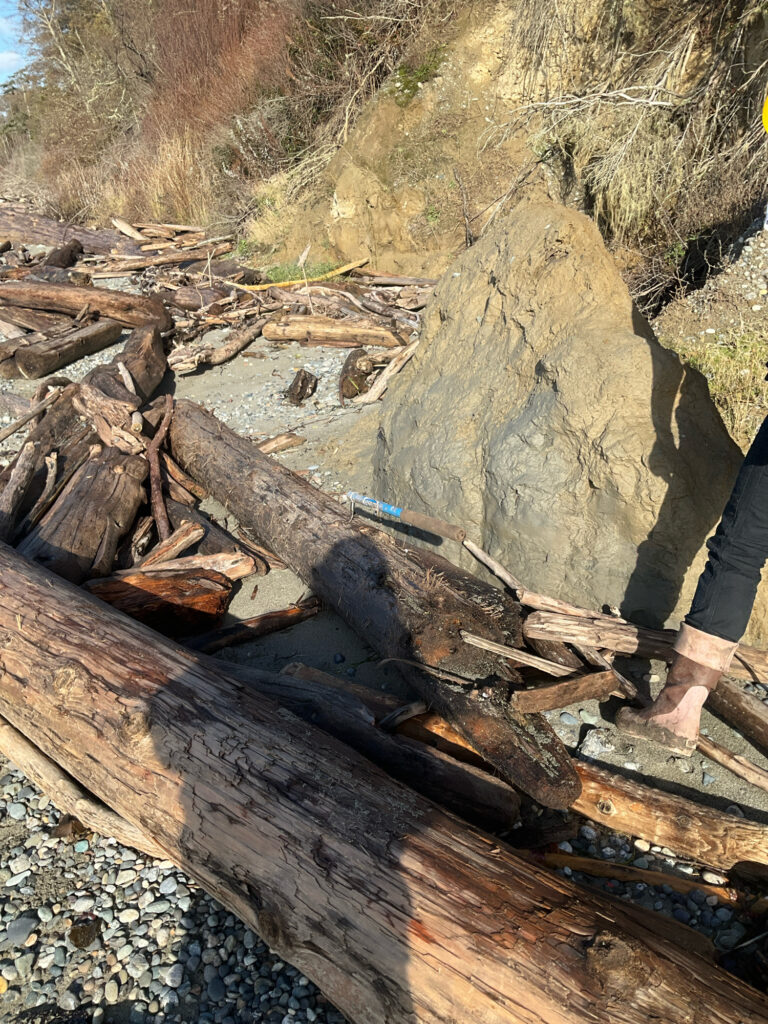 a pile of wood (MyCoast AI)